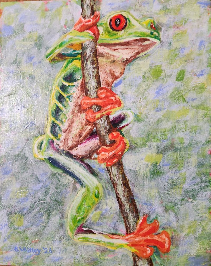 Tree Frog